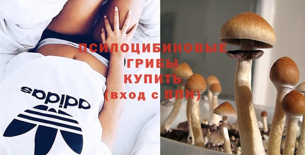 сатива Аркадак